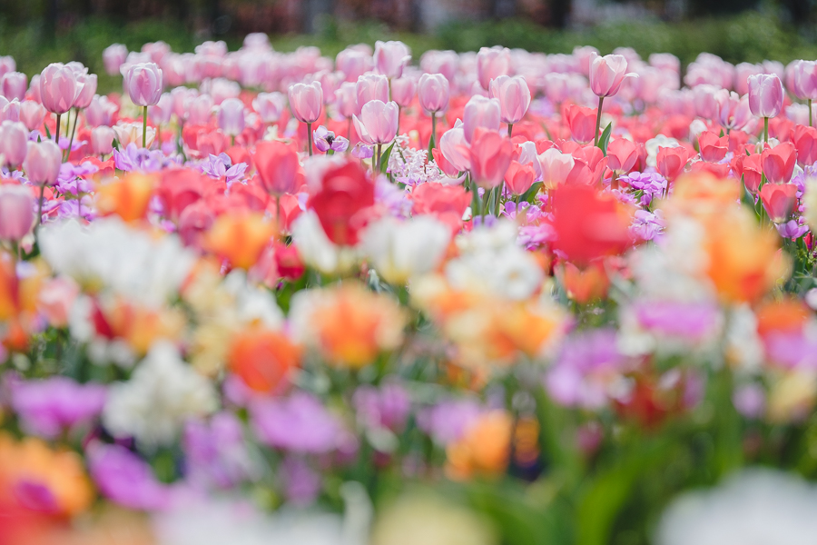 【チューリップ】 春の「花菜ガーデン」にチューリップを撮影に行ってきた｜FUJI X