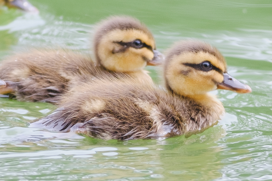 レンズ(ズーム) Fujinon XF100-400mm F4.5-5.6 R LM OIS WR Canon EF400mm F5.6L USM レビュー【富士フイルム使いでもいい