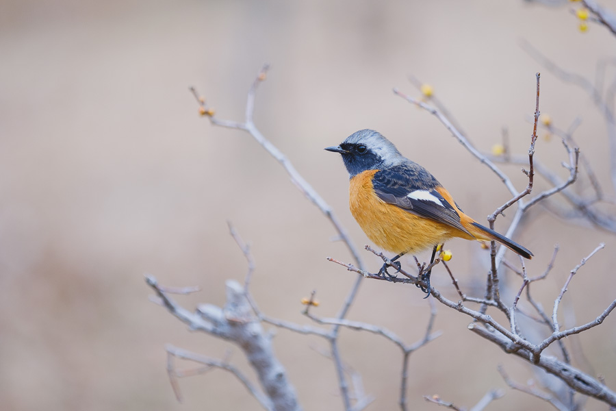 X-H1｜FUJI X がある生活