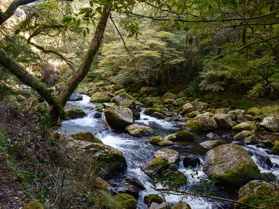 自然の風景 ハスの葉 51iXYxjymkL._AC_SY200_QL15_.jpg