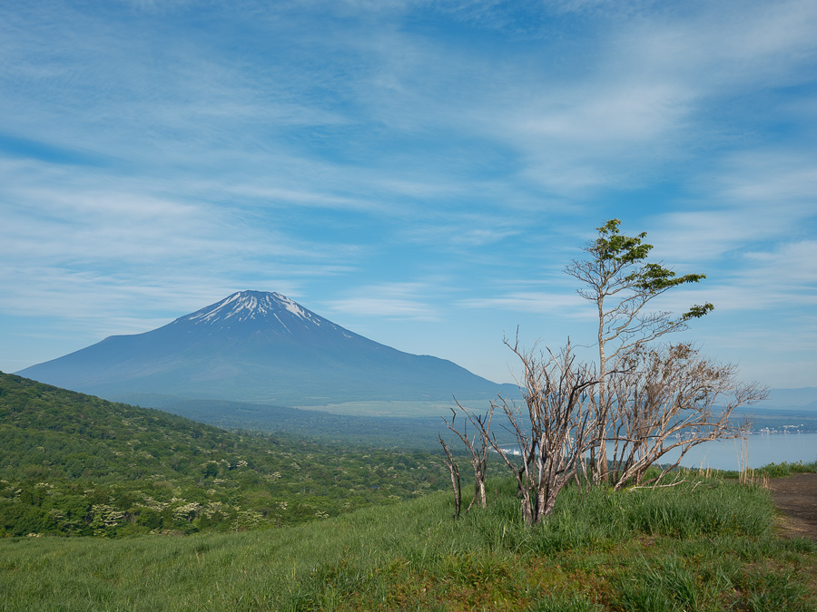 富士山 日本画 シルバーフレーム 富士山の日本画
